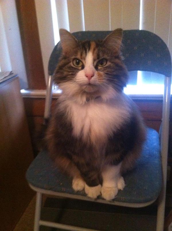 /Images/uploads/Animal Control  Welfare Project/PrettiestPetContest/entries/6014thumb.jpg